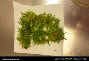 موفقیت محققان پژوهشگاه بیوتکنولوژی کشاورزی در سالم سازی ارقام و پایه های مختلف محصولات باغی