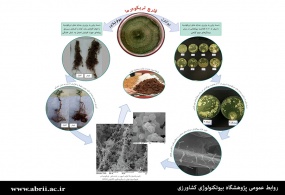 با انتقال دانش فنی  پژوهشگاه به بخش خصوصی
 پروبیوتیک‌ گیاهی مبتنی بر سویه‌های بومی قارچ تریکودرما به تولید انبوه رسید