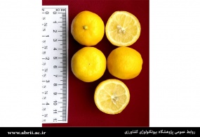 موفقیت محققان پژوهشگاه در معرفی یک رقم هیبرید مرکبات مقاوم به جاروک لیموترش