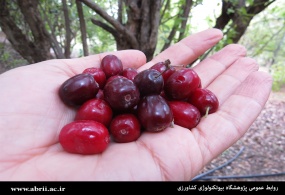 توفیق محققان پژوهشگاه در تدوین پروتکل ریزازدیادی گیاه زغال اخته  