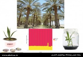 اثبات کارایی پروتکل ابداعی محققان پژوهشگاه در تکثیر خرمای مجول به روش جنین زایی غیرجنسی