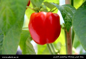 بذرهای هیبرید تجاری حاصل از لاین های تولید داخل در اینده نزدیک به بازار می آیند