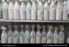 افزایش راندمان تولید قارچ خوراکی با دستاورد محققان پژوهشگاه بیوتکنولوژی کشاورزی