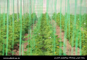 موفقیت محققان ایرانی در افزایش عملکرد صیفی جات و کاهش مصرف سموم با تولید فرمولاسیون‌های باکتریایی محرک رشد اختصاصی