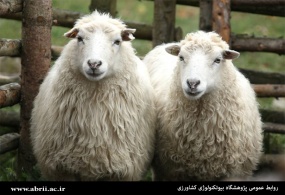 بررسی تغییرات ژنومیکی و ساختار جمعیتی گوسفندان ایران