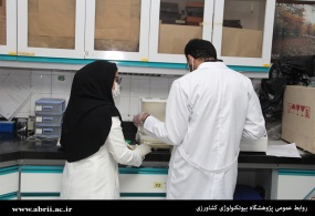 انتقال دانش فنی تکثیر انبوه خرمای مجول به روش جنین‌زایی غیرجنسی به کشاورزان کلید خورد
