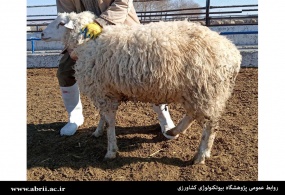 سنتز سویه گوسفند پربازده گوشتی-تولیدمثلی بر پایه ژنوم بومی