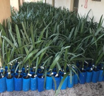 امکان‌سنجی تکثیر ۱۰ هزار نهال خرمای کلوته برای کشت در جنوب کرمان