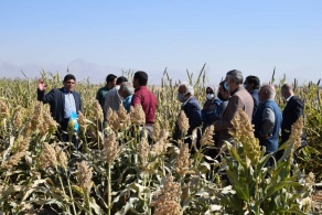 بازدید کشاورزان از مزرعه کشت ارزن و سورگوم پژوهشگاه در گلپایگان