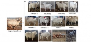 ایجاد سویه ژنتیکی پربازده از گوسفند بومی ایران