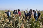 بازدید کشاورزان از مزرعه کشت ارزن و سورگوم پژوهشگاه در گلپایگان