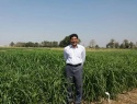 انتصاب عضو هیات علمی پژوهشگاه به عنوان «پژوهشگر مروج ارشد» اصلاح نباتات
