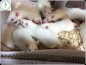 تایید ایمنی برنج تراریخته طارم مولایی با کارآزمایی مداخله ای روی مدل های حیوانی